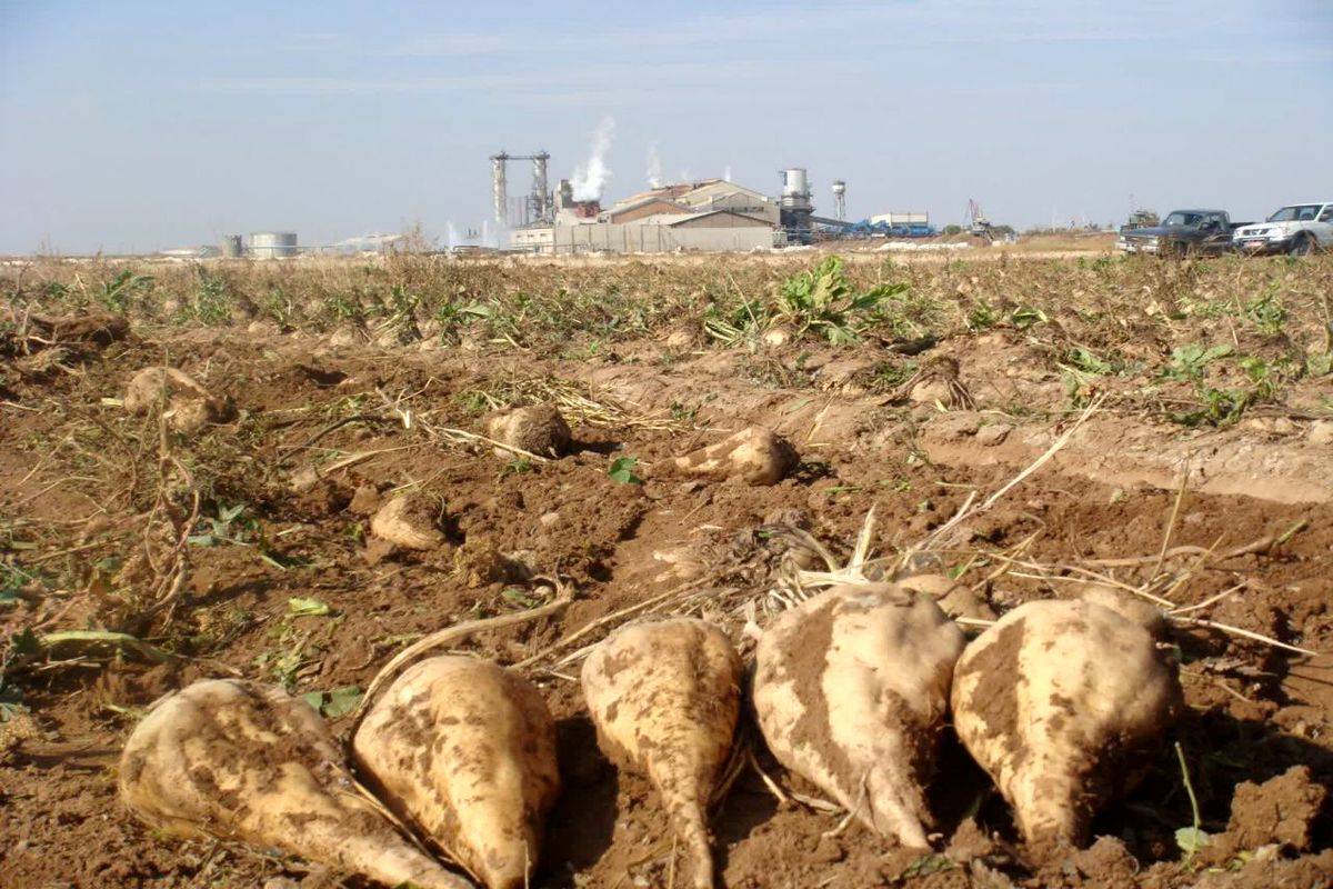 افزایش 20 درصدی تولید چغندرقند در شرکت کشاورزی رضوی