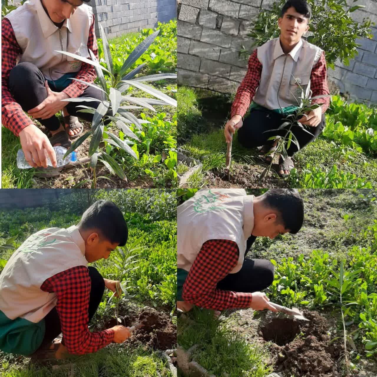 برگزاری آیین روز درختکاری همراه با مهر رضوی در بابل