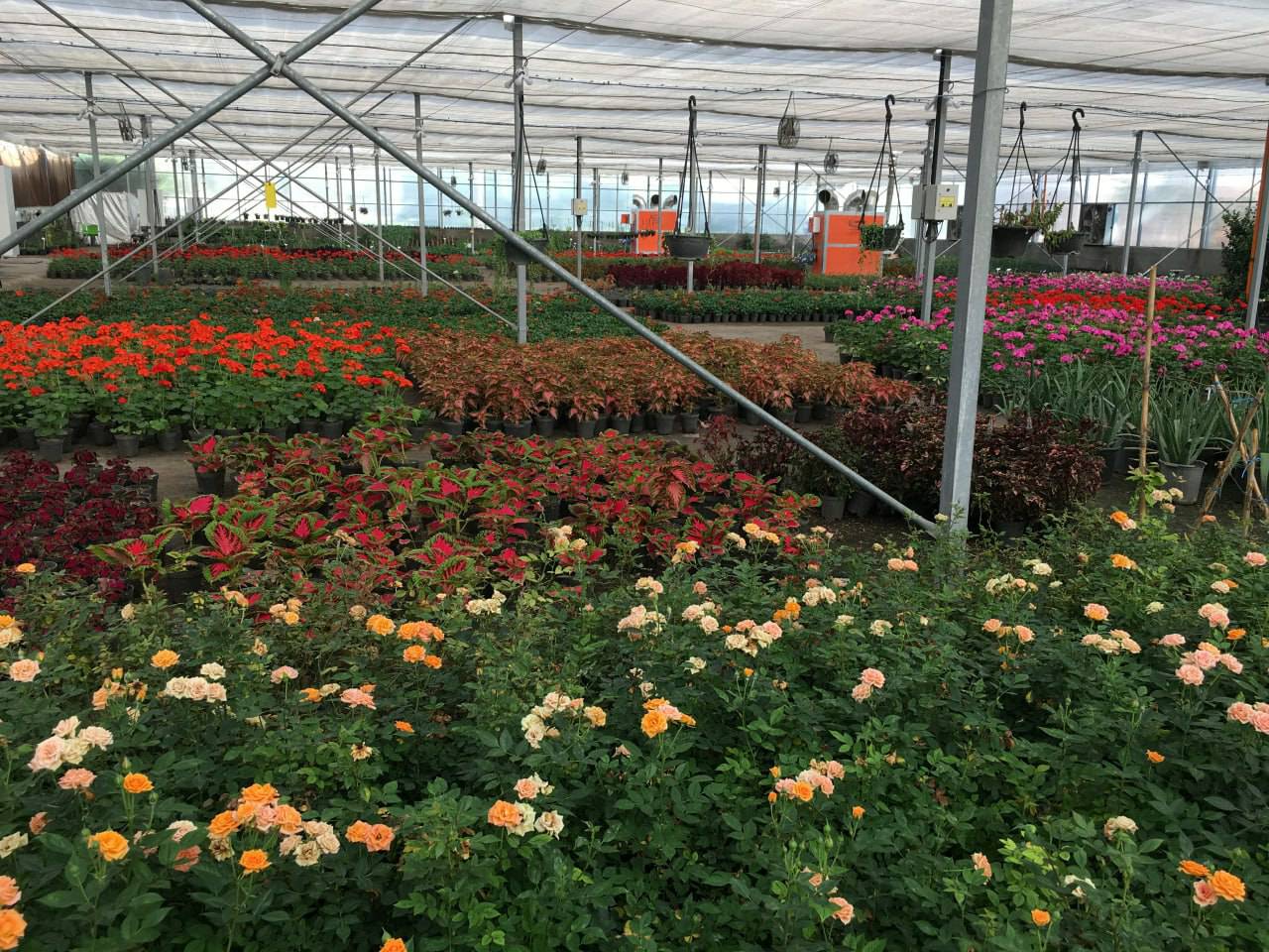 مدیرعامل موسسه بذر و نهال رضوی از آغاز جشنواره نوروزی فروش گل و گیاه و نهال رضوی در آستانه فصل بهار خبر داد.