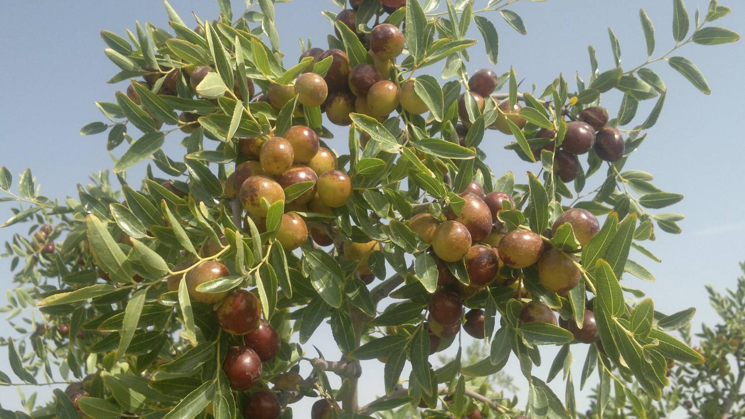 برداشت عناب سرخ از باغات موقوفات و کشاورزی جنوب خراسان