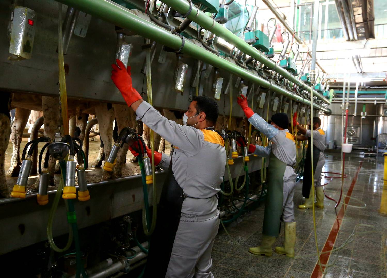 مدیرعامل شرکت صنایع دامپروری و لبنی رضوی گفت: مجتمع دامپروری کنه‌بیست رضوی ظرفیت تامین 25 درصد از شیر مورد نیاز برای تولید شیرخشک نوزاد را در کشور دارد و در صورت برنامه‌ریزی دولت برای کاهش واردات، می‌توان از این ظرفیت برای افزایش تولید شیر خشک در داخل کشور استفاده کرد.