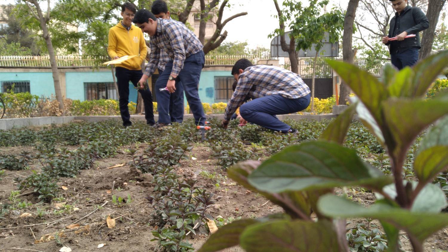 آغاز طرح آموزشی «کشت و بهره‌برداری از گیاهان دارویی» در پژوهش‌سرای امام رضا(ع)
