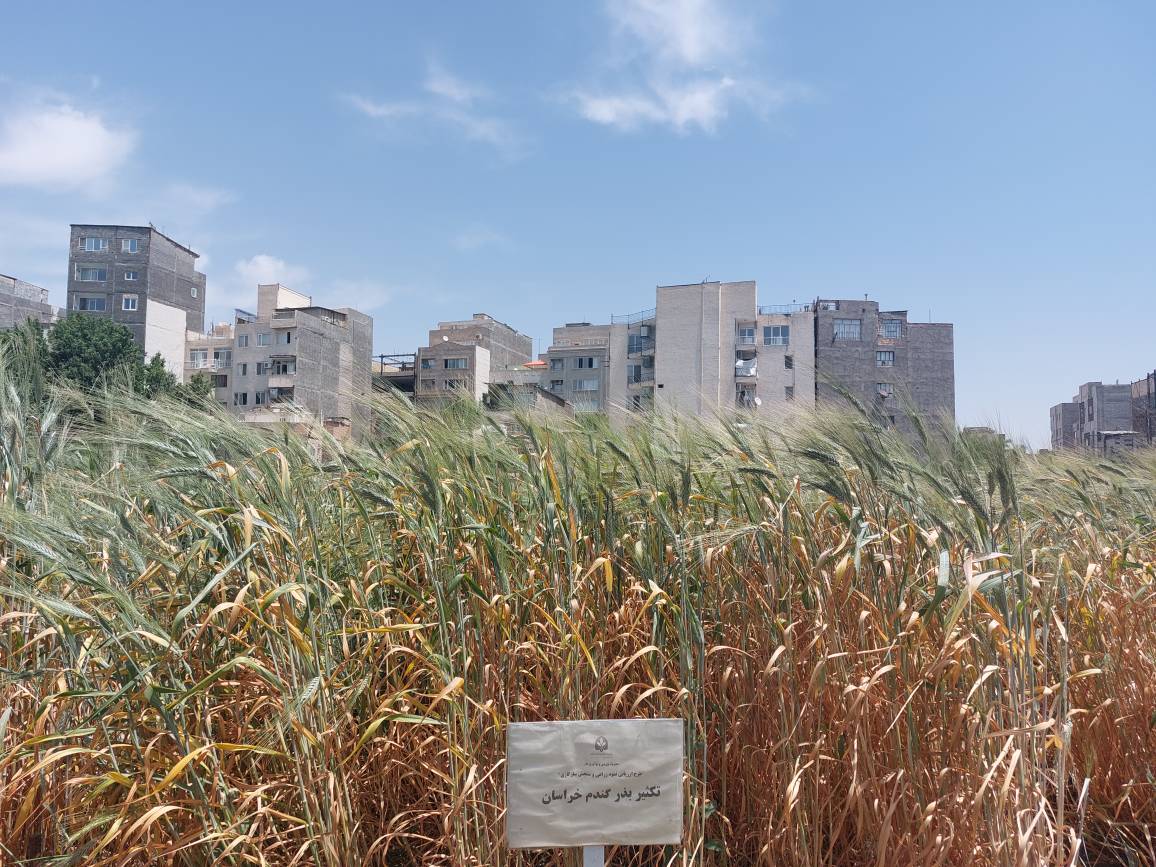 موسسه دانش‌بنیان بذر و نهال رضوی، احیای بذر گندم خراسان که یکی از باکیفیت‌ترین بذرهاست را در دستور کار قرار داده و با اجرای این طرح از پاییز امسال، از سال آینده وارد فاز تجاری‌سازی آن خواهد شد.