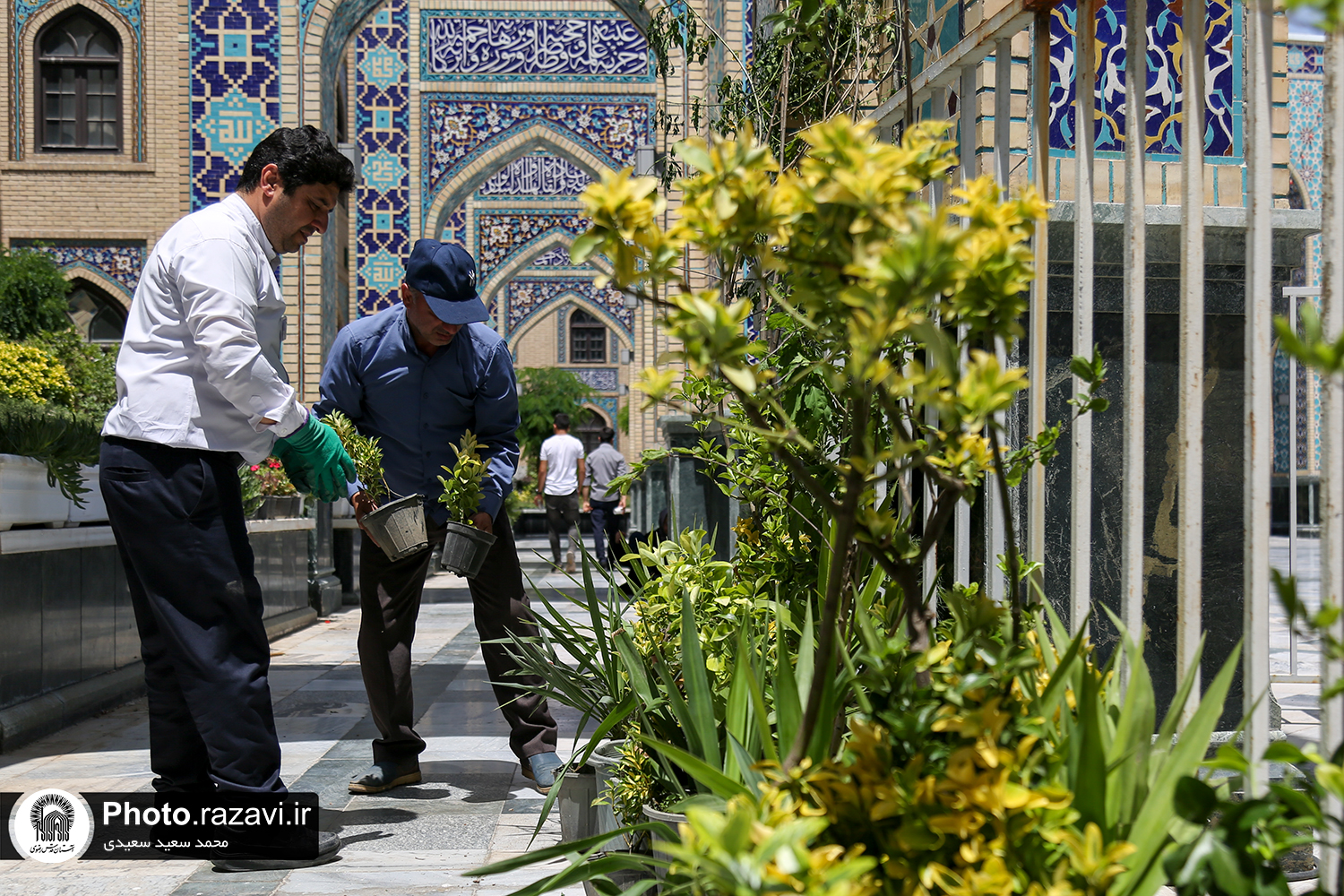 آماده سازی گل‌آرایی حرم مطهر رضوی در دهه کرامت