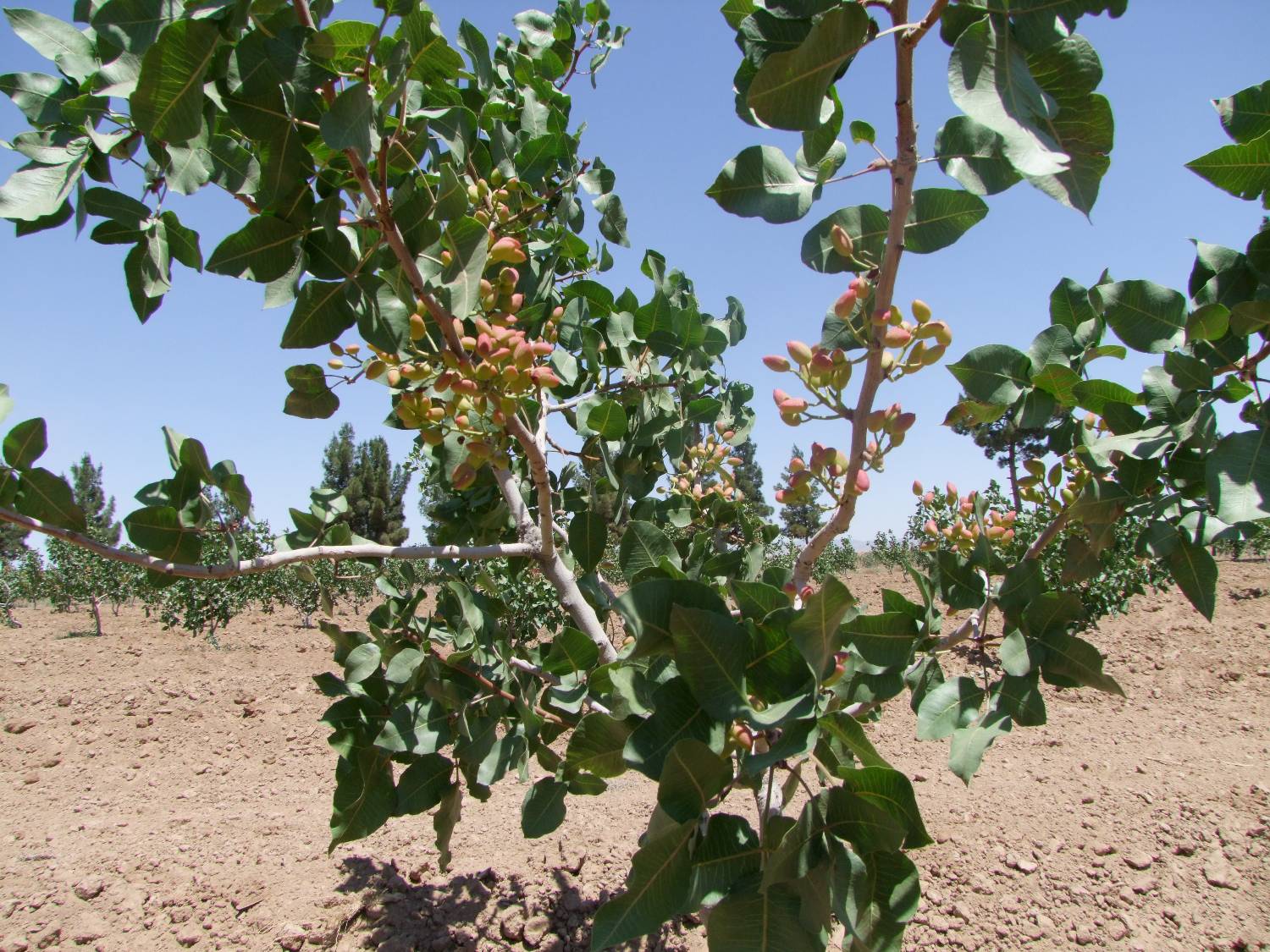 مدیرعامل سازمان موقوفات ملک آستان قدس رضوی از آغاز اجرای طرح آبیاری تحت فشار در سطح 60 هکتار از باغات پسته این سازمان خبر داد.