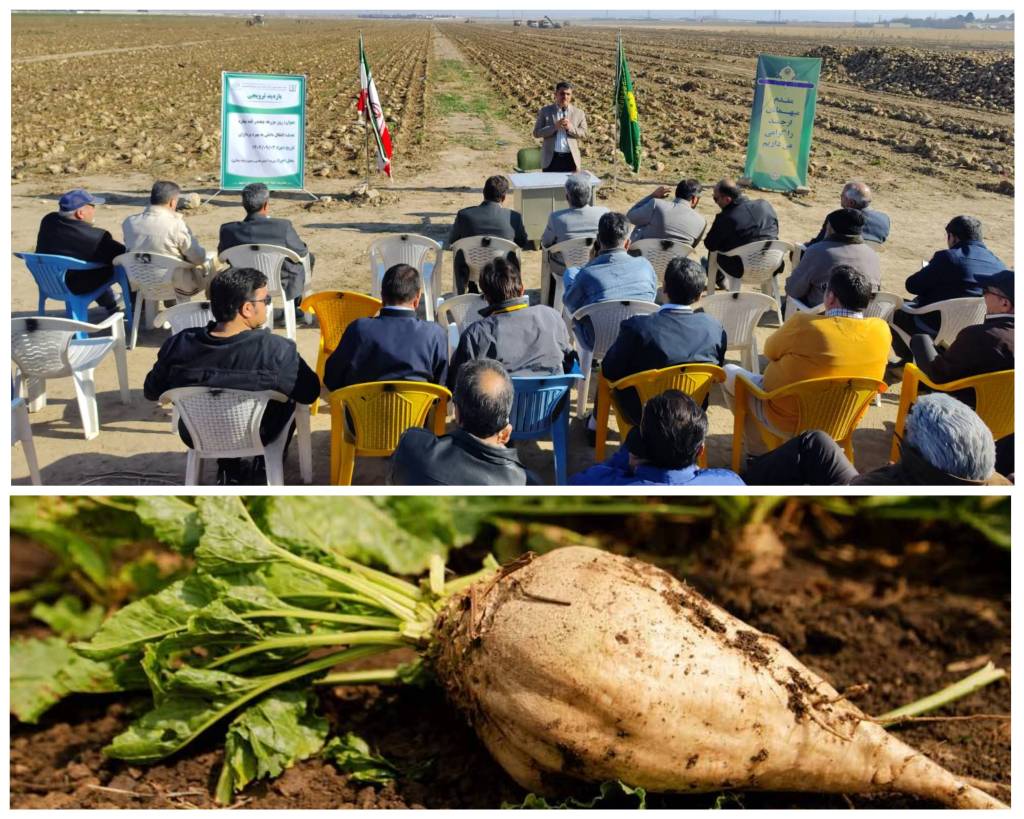 برگزاری مراسم «روز مزرعه چغندرقند» به میزبانی کشت‌وصنعت مزرعه نمونه