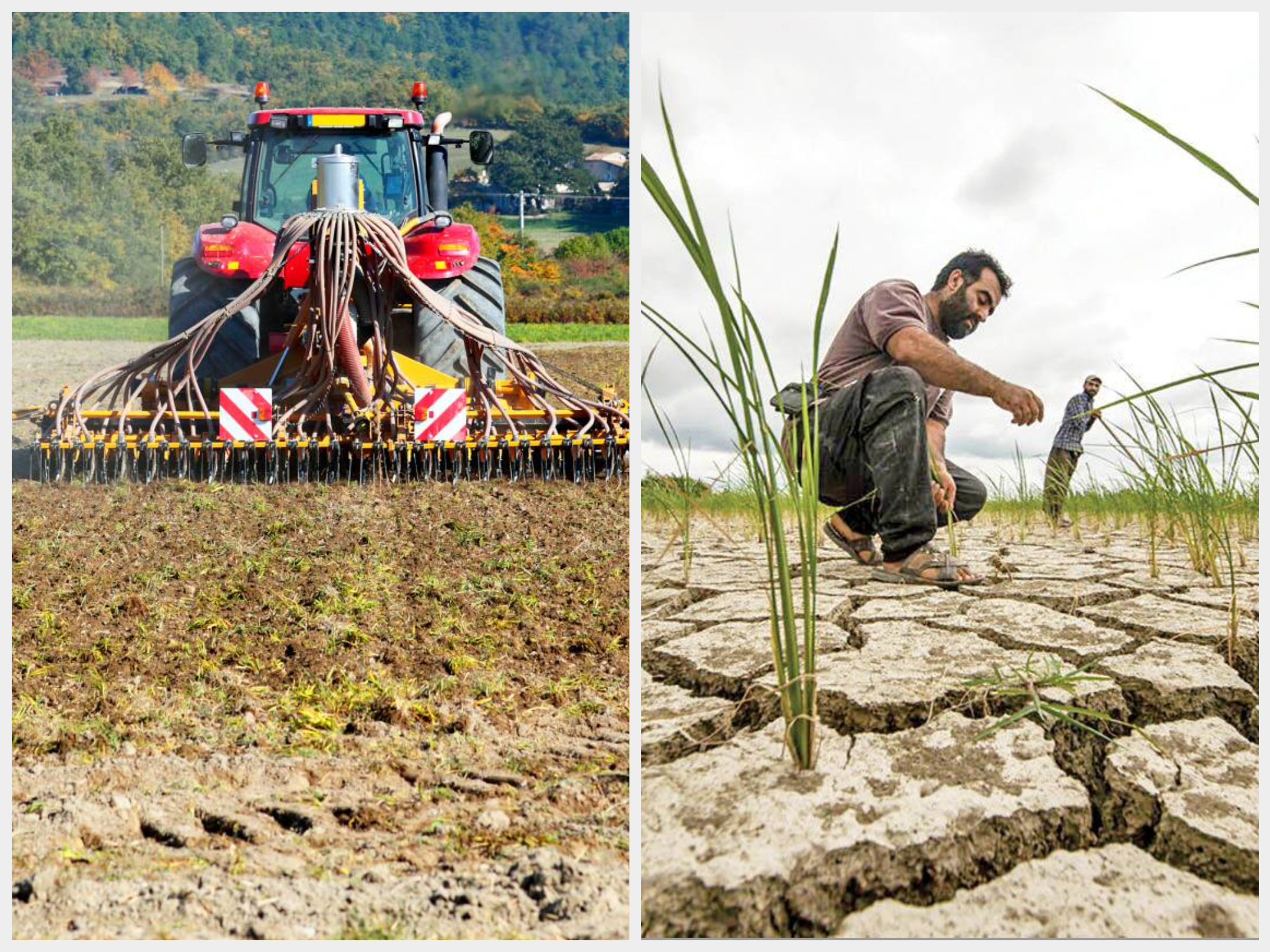هشدار مدیرعامل شرکت کشاورزی رضوی: ادامه قطعی‌های برق، امنیت غذایی را تهدید می‌کند