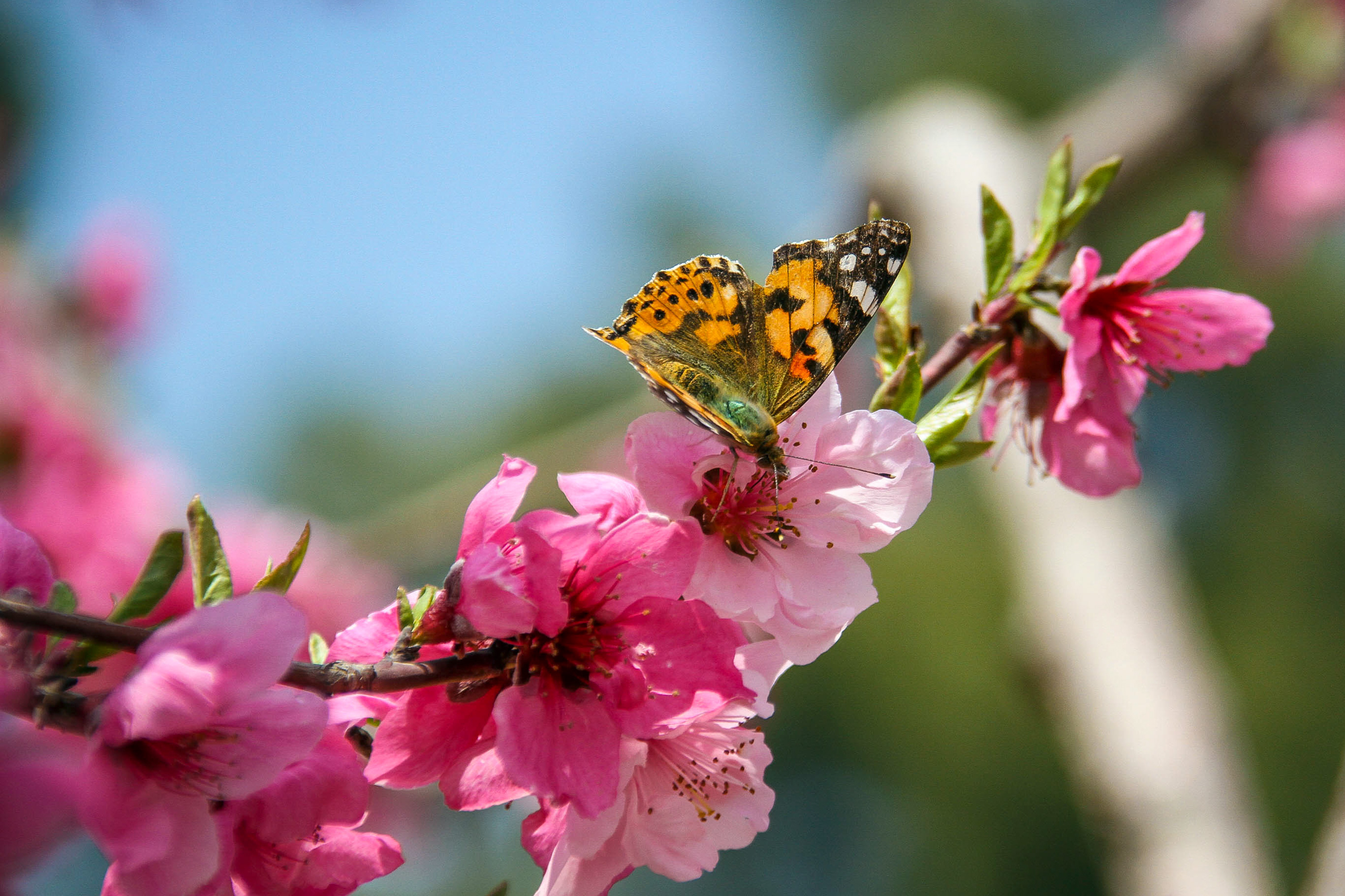 شکوفههای بهاری درختان میوه آستان قدس رضوی