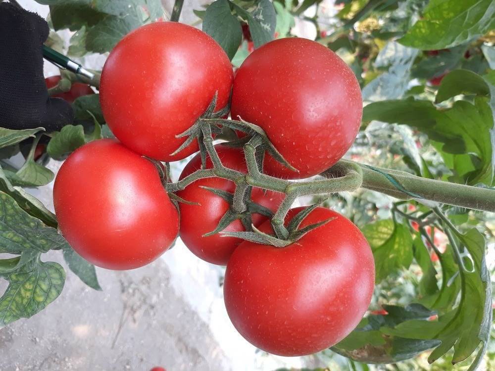 نهضت خودکفایی؛ بذر هیبرید گوجه‌فرنگی در آستانه ثبت