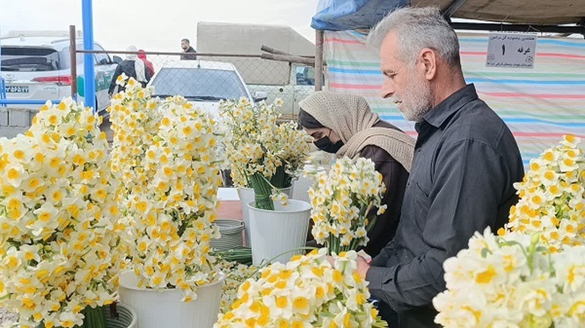 هشت هزار شاخه گل نرگس جویبار، پیشکش امام هشتم(ع)