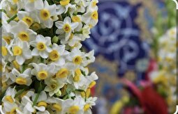 ۲۰ هزار شاخه نرگس نذری، جلوه‌گر عشق علوی در صحن و سرای رضوی