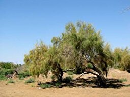 حفظ مراتع و جلوگیری از تخریب پوشش گیاهی در راستای پیشگیری از پدیده ریزگرد