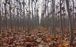 افزایش سه برابری نمایندگی‌های فروش بذر و نهال رضوی