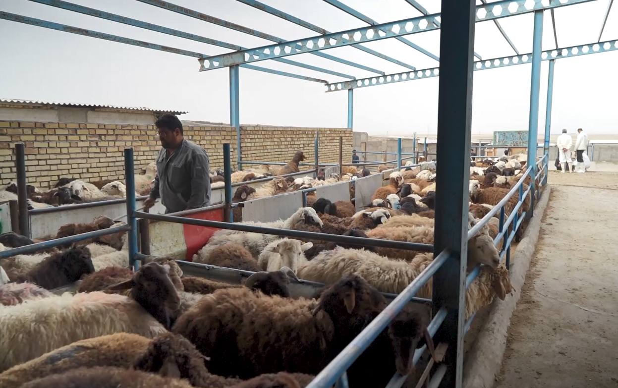 نذورات مردمی؛ برکتی از جنس برکت امام رضا در سفره نیازمندان