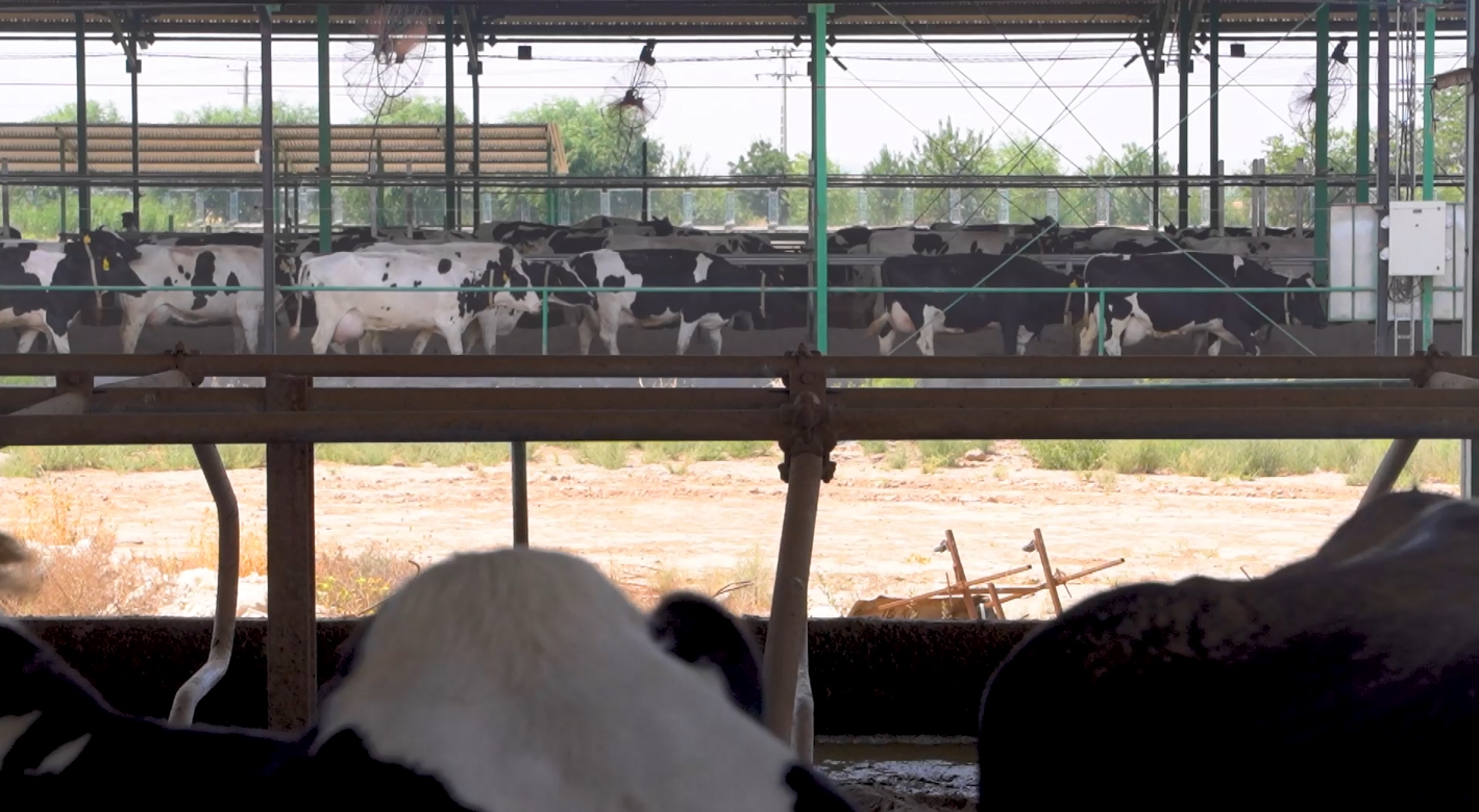 از ادغام تا جهش؛ مسیری تازه در دامپروری استان قدس رضوی