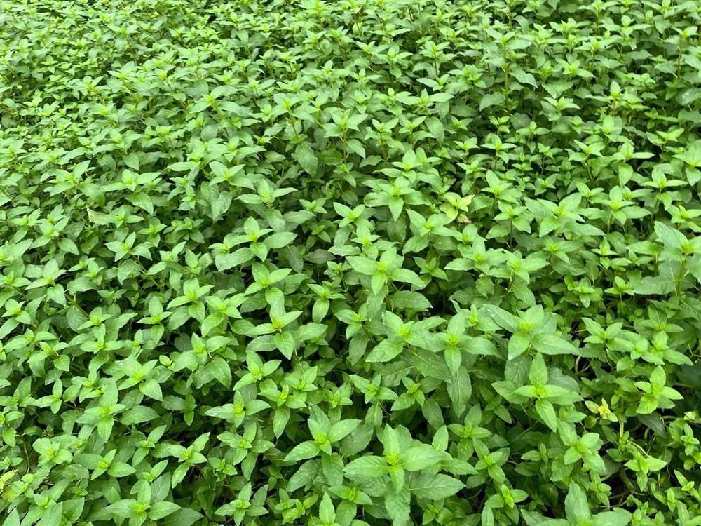 حرکت بذرونهال رضوی به سوی کشت تجاری گیاهان دارویی با نگاه صادراتی