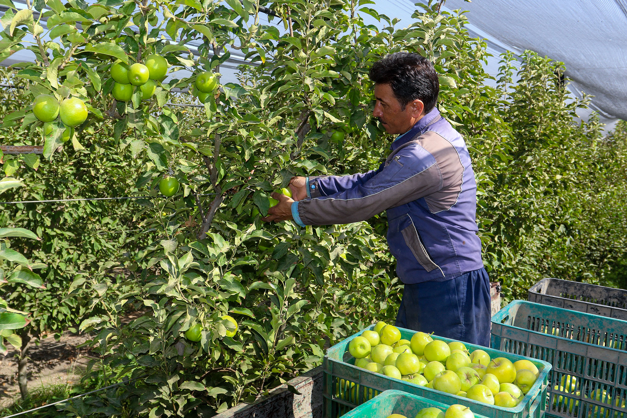 آغاز برداشت سیب پاییزه از باغات متراکم مزرعه نمونه