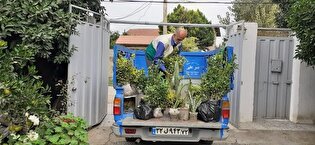 گل‌های عشق در مسیر مشهدالرضا