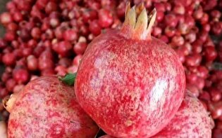 انار‌های پویش «هشت درخت» سفره نیازمندان ساوه را رنگین کرد