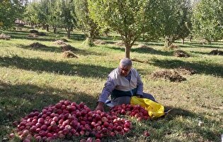 کام مخدومین اهری با سیب‌های درختان نذری شیرین شد