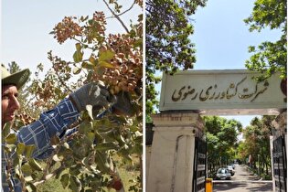 برداشت بیش از ۱۸۰۰ تن پسته از باغات آستان قدس رضوی