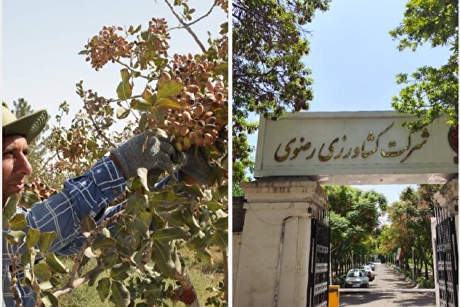 برداشت بیش از ۱۸۰۰ تن پسته از باغات آستان قدس رضوی