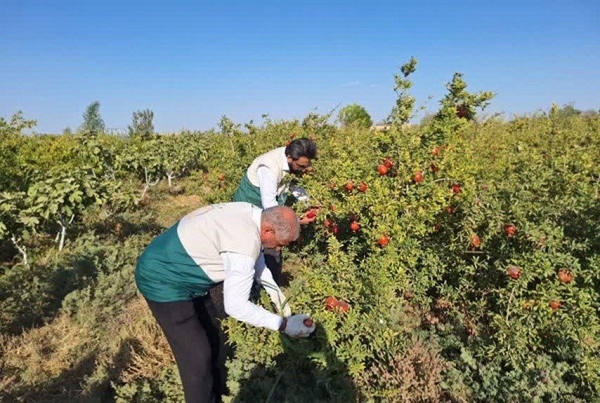 هشتمین روزِ هشتمین ماه؛ جایی که یک مادر با ۳۲ درخت شفا را جبران کرد