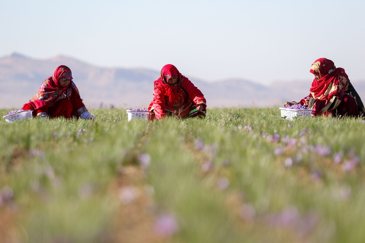 آغاز برداشت زعفران از مزارع آستان قدس رضوی در تربت حیدریه