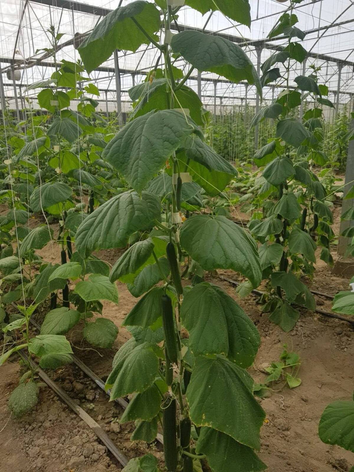 آغاز تولید بذر هیبرید خیار ایرانی توسط بذر و نهال رضوی