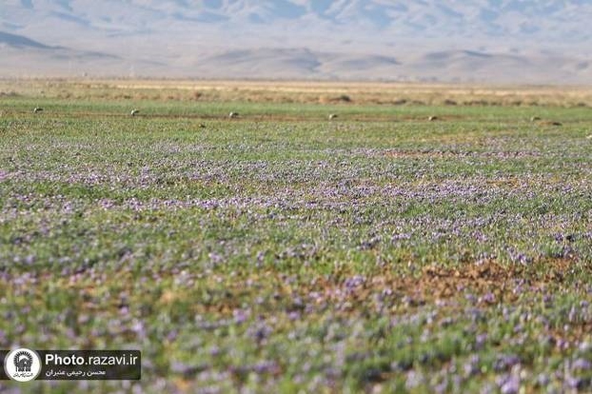 برداشت زعفران از مزارع کشت و صنعت تربت‌حیدریه آغاز شد