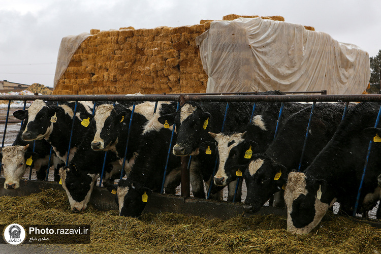 افتتاح سالن فری استال گاوداری فریمان