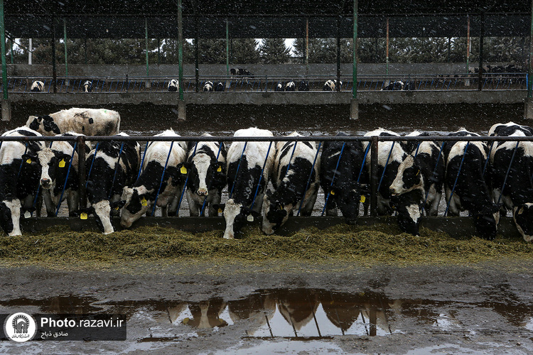 افتتاح سالن فری استال گاوداری فریمان