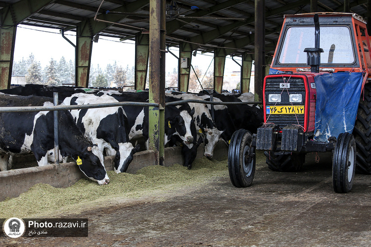 افتتاح سالن فری استال گاوداری فریمان