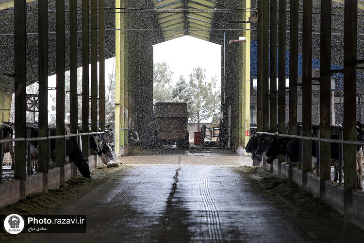 افتتاح سالن فری استال گاوداری فریمان