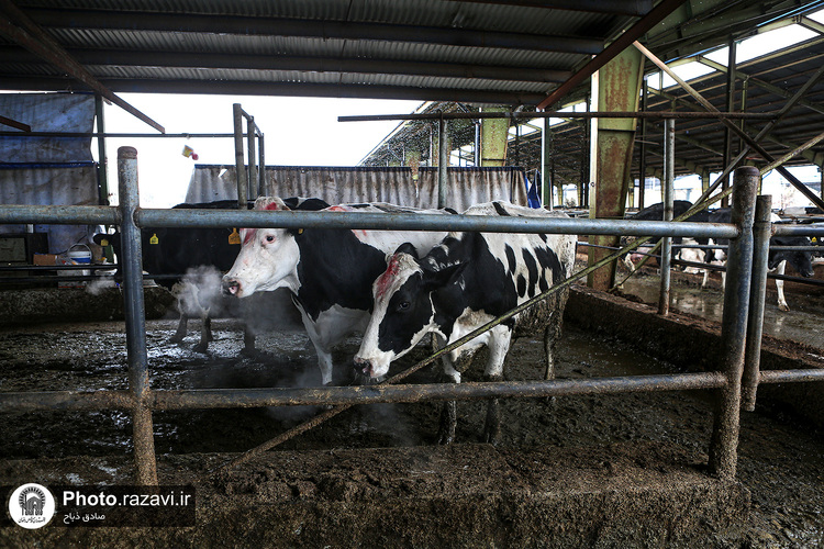 افتتاح سالن فری استال گاوداری فریمان