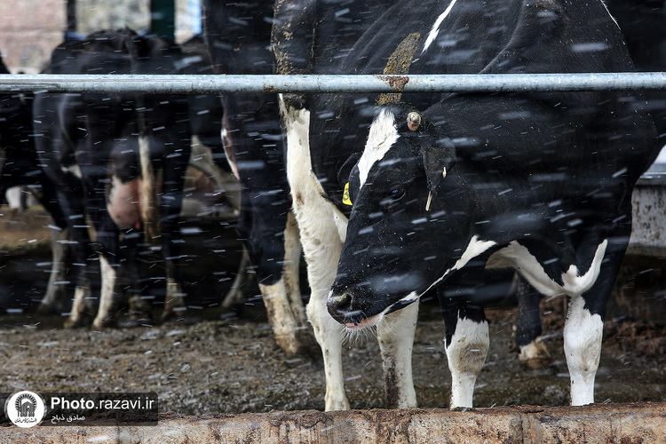 افتتاح سالن فری استال گاوداری فریمان