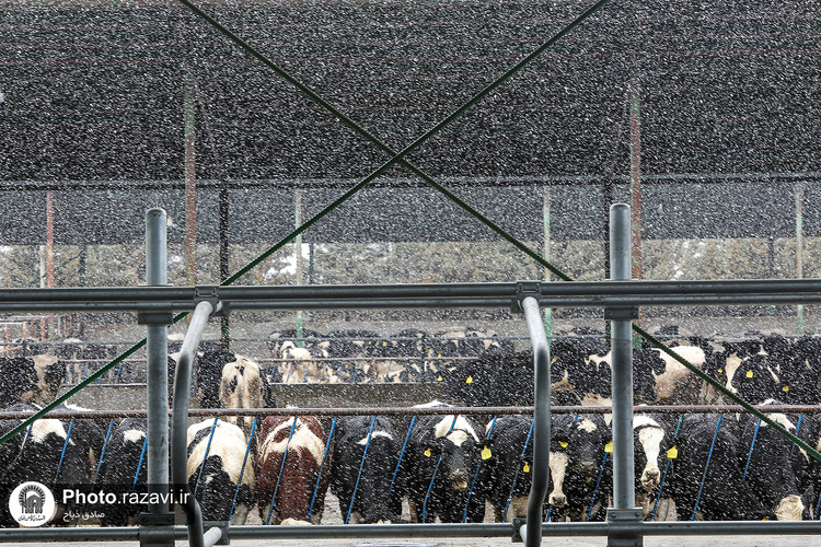 افتتاح سالن فری استال گاوداری فریمان