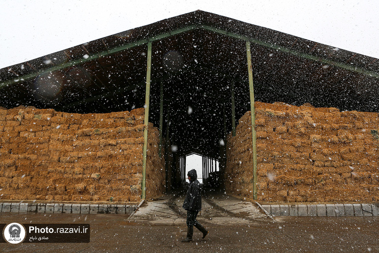 افتتاح سالن فری استال گاوداری فریمان