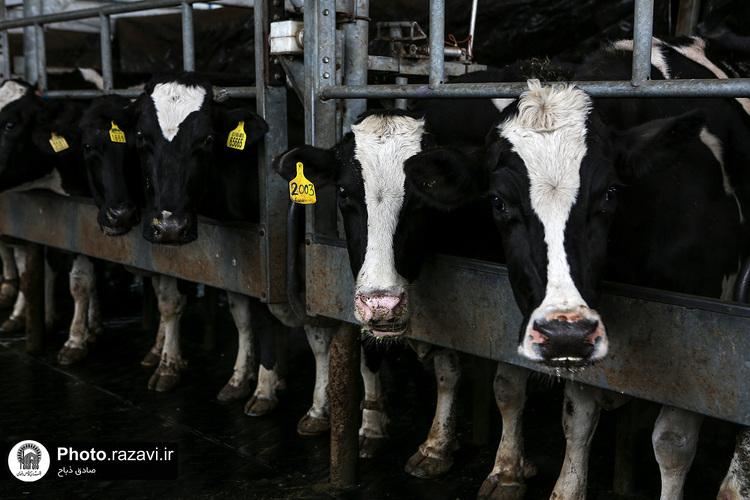 افتتاح سالن فری استال گاوداری فریمان