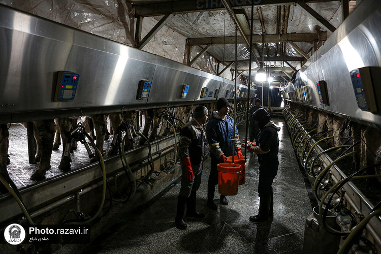 افتتاح سالن فری استال گاوداری فریمان