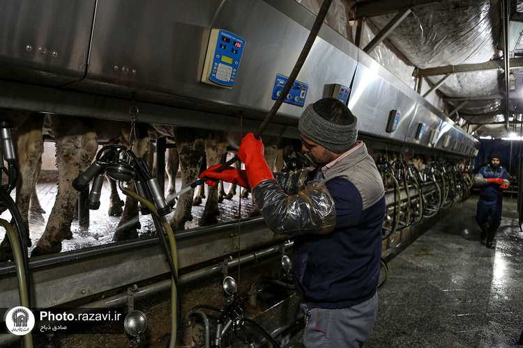 افتتاح سالن فری استال گاوداری فریمان