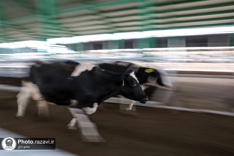 افتتاح سالن فری استال گاوداری فریمان