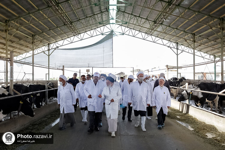بازدید مشاوران وقف و نذر از واحدهای کشاورزی، لبنی و دامپروری رضوی