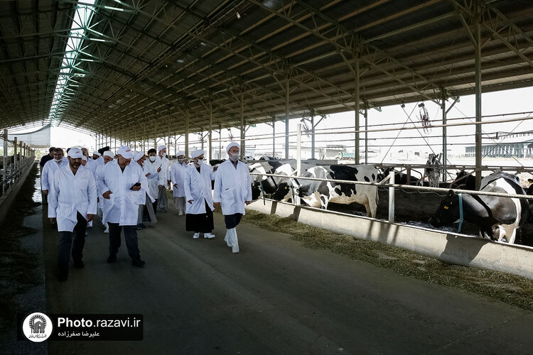 بازدید مشاوران وقف و نذر از واحدهای کشاورزی، لبنی و دامپروری رضوی