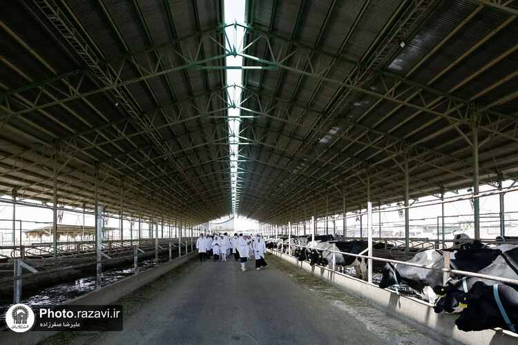 بازدید مشاوران وقف و نذر از واحدهای کشاورزی، لبنی و دامپروری رضوی