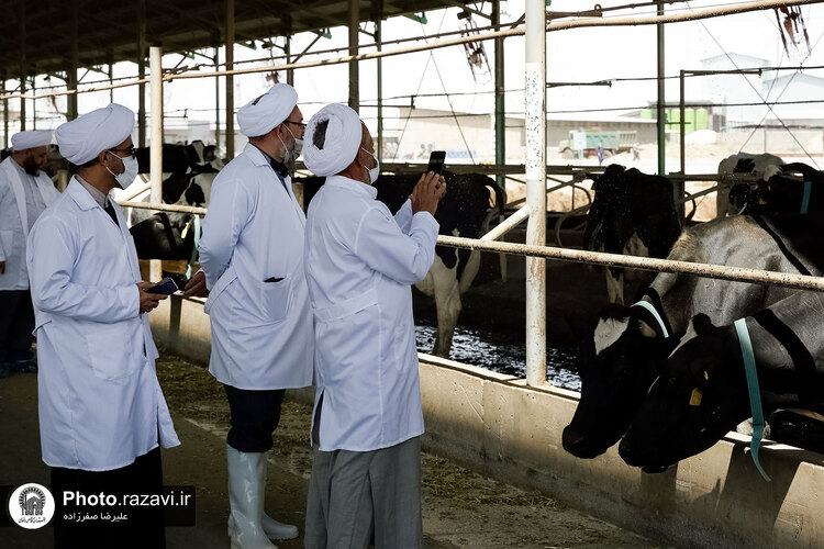 بازدید مشاوران وقف و نذر از واحدهای کشاورزی، لبنی و دامپروری رضوی