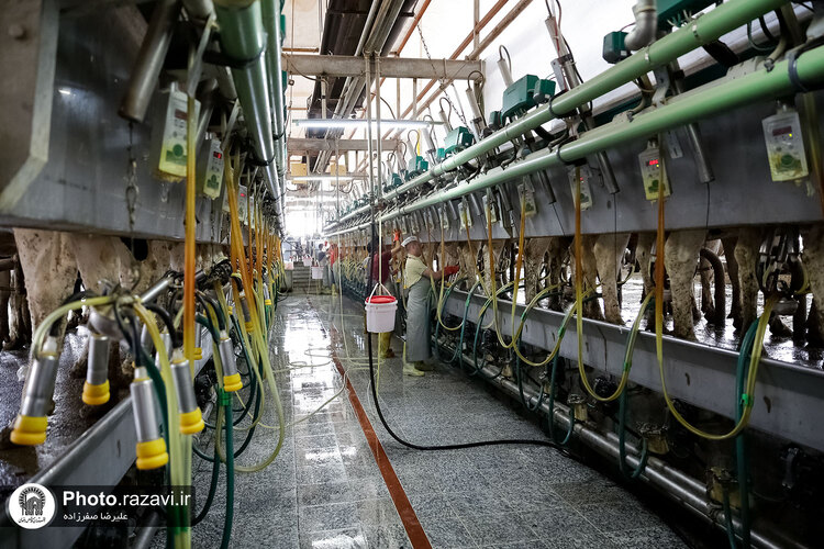 بازدید مشاوران وقف و نذر از واحدهای کشاورزی، لبنی و دامپروری رضوی