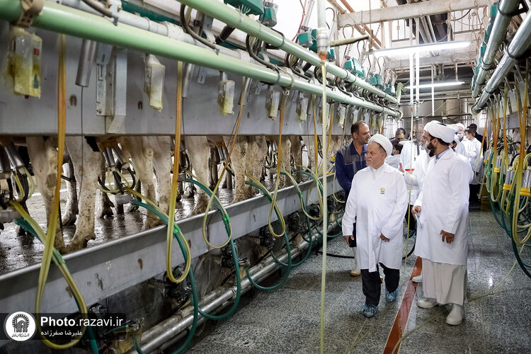 بازدید مشاوران وقف و نذر از واحدهای کشاورزی، لبنی و دامپروری رضوی