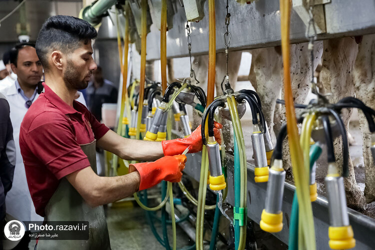 بازدید مشاوران وقف و نذر از واحدهای کشاورزی، لبنی و دامپروری رضوی