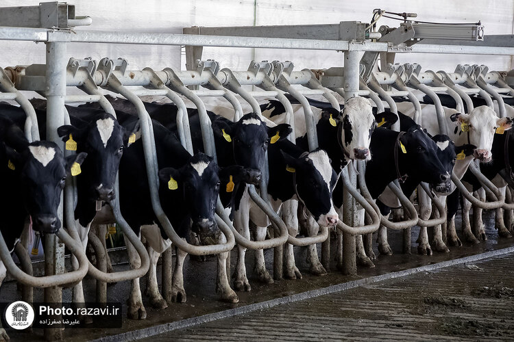 بازدید مشاوران وقف و نذر از واحدهای کشاورزی، لبنی و دامپروری رضوی